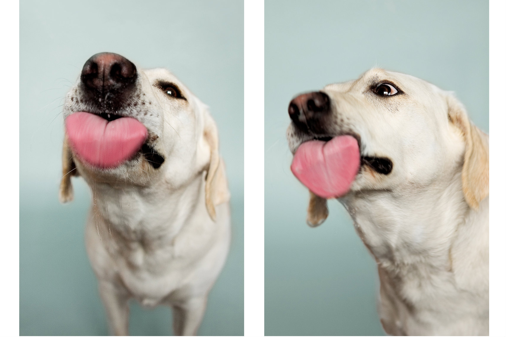 dog_2.jpg